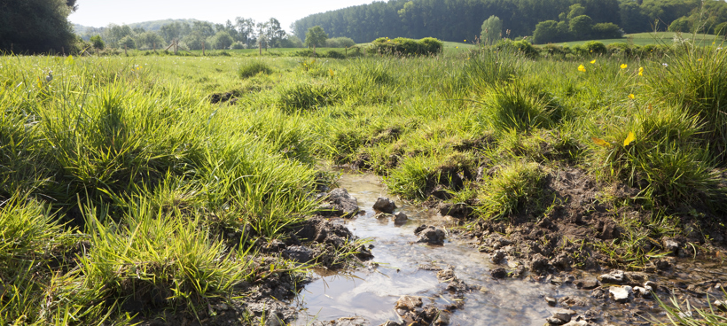 NBS Waterberging In Natuurlijke Graslanden Wolfhaag © ARK Rewilding NL