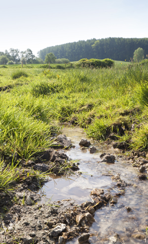 NBS Waterberging In Natuurlijke Graslanden Wolfhaag © ARK Rewilding NL