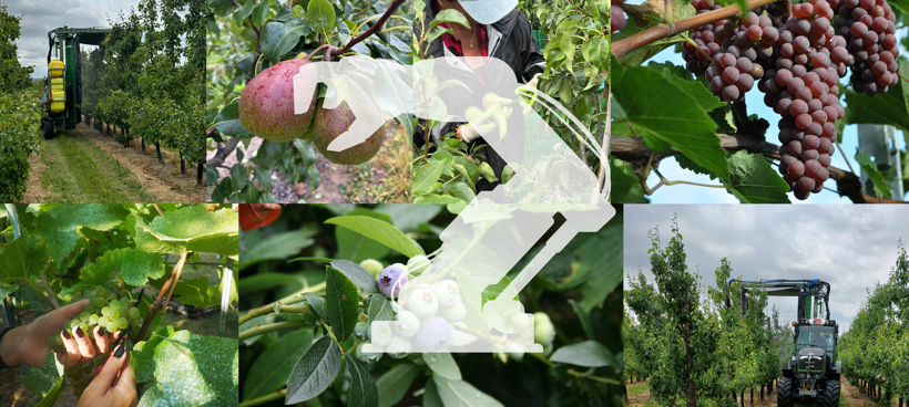 260430 Llivlabprofruit Projektfoto Collage Quer V02 Hnb Lt