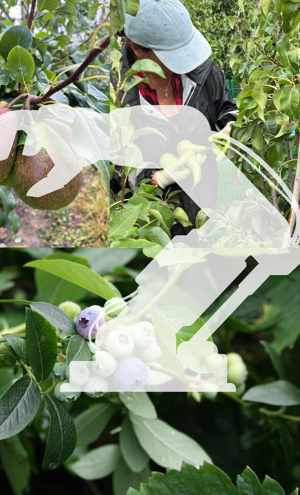 260430 Llivlabprofruit Projektfoto Collage Quer V02 Hnb Lt